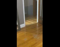 Grey kitten plays fetch orange toy ball