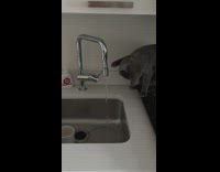 Cat Plays with Water from Faucet Sink