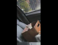 Cat in car with woman pops up and meows 