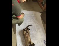 Cat lays on white floor plan paper 