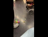 Two small baby turtles on train floor