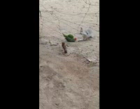 Small grey kitten and dog playing with a green parrot