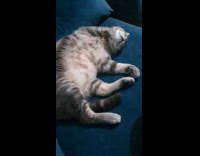 Collab PLC - Asleep Cat Twitches Paws and Body on Couch