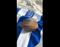 Live clam opening on blanket