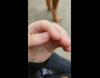 Small green inchworm crawls on the finger of the filmer