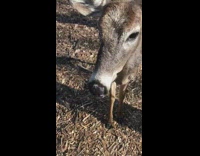 Guy feeds brown deer apple slices 