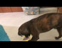 Pet dog scratches and jumps on the laser at the cereal box