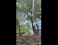 Man Sits on Top of Cow then Takes off
