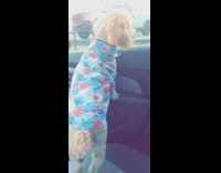 Dog Hawaiian shirt looks out car window