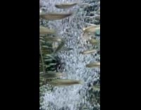 School of fish swims inside the aquarium 