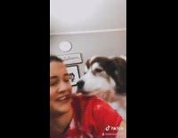 Compilation large brown white dog begs girl
