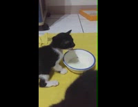 Cat drinks milk from bowl like zombie