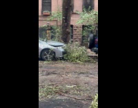 Trees knocked down on street after rainstorm 