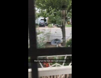Kid red shirt glasses screams makes noises in front of dogs