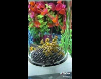Little yellow fish tadpoles on trampoline inside of cage 
