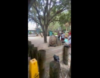 Collab Clips MPUGC - Couple sees tortoises mating