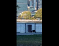 Dog chase around rat crawl in trash can