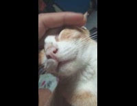 Girl pets orange cat pulls face back 