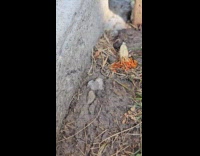 Ant circling on top of rock