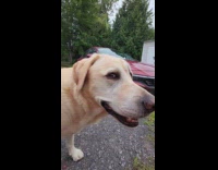 Collab Clips MPUGC2 - Dog wait for hooman to say something 