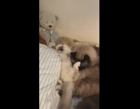 Kitten lays back while cat grooms it 