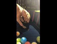 Brown dog make bubbles kiddie pool balls