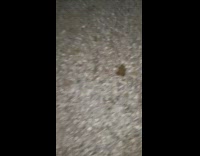 Small frog almost poured some water by filmer