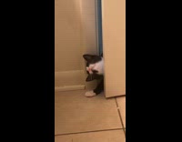 Collab Clips MPUGC - Kitten scolded for sneaking in bathroom 