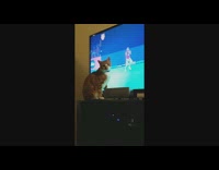 Cat sit in front of tv watch sports