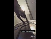 Collab VIBES - Girl slides phone under door two dogs