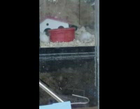 Two hamsters move babies between two spots 