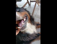 Dog gets excited from scratches of owner