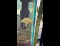 Little girl thinks baby turtle is lobster