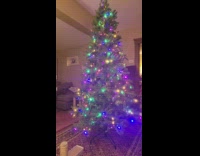 Cat climb and stay on Christmas tree