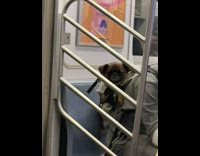 Small brown dog in backpack 