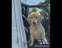 Golden retriever sits in new Jeep car with open roof