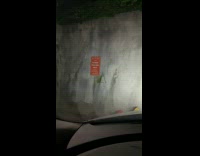 Insect Stretches Legs Steadily on Car Windshield