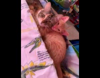 2 cats cuddle at edge of table 