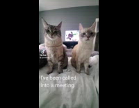 [third party] Cats asks mom for snacks