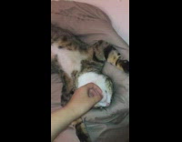 Cat sleeps on back with arms up