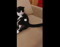 Compilation cat sits on couch and various places 