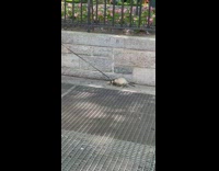 Pet ferret on leash crawl on street