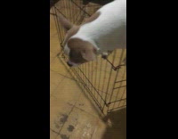 Small dog climbs and escape at the fence 