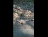 Domesticated deer approached and fed some raisins