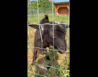 Submitter feeds hungry baby goats