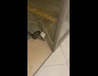 Stray cat tries to look inside hotel lobby 