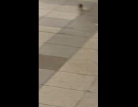 Brown rat with long legs runs across tile 