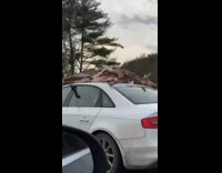 Car with dead deer tied to roof 