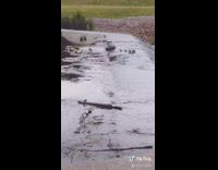 Two ducks fighting waterfall pond