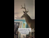 Guy in disbelief deer head on wall is real 
